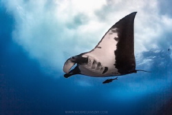 A Giant Pacific Manta Ray glides with ease underneath the... by Nick Polanszky 
